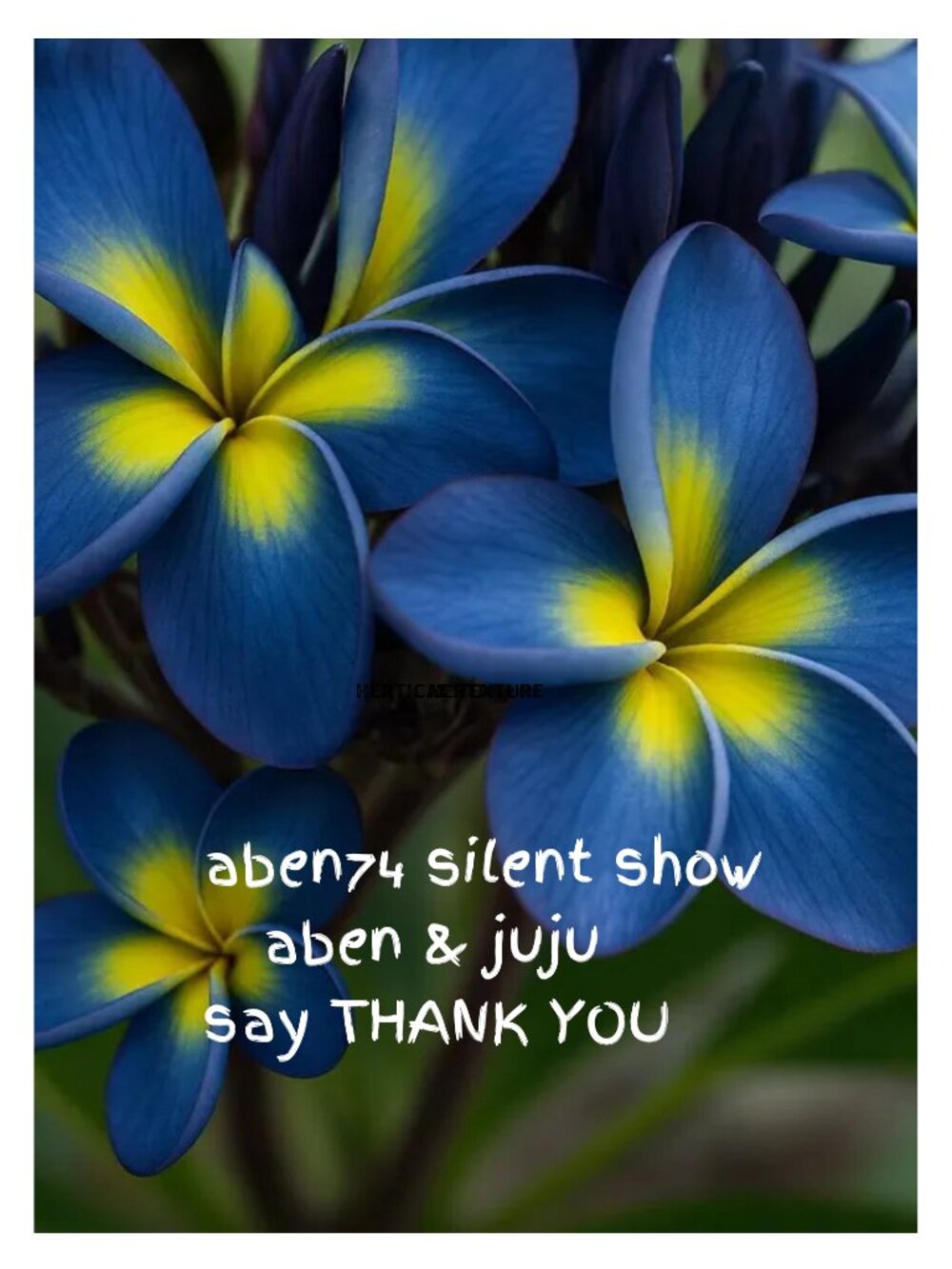 THANK YOU SHOW